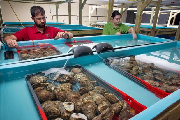 oyster spat mortality louisiana